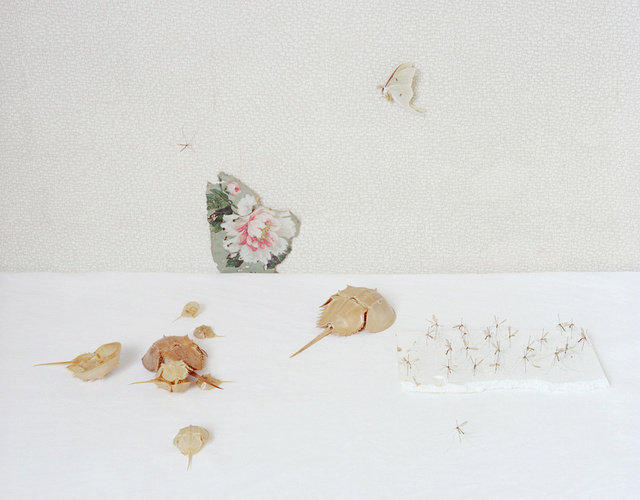 Horseshoe Crab and Crane Flies, c 2010