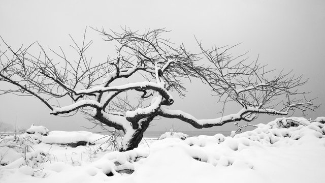 winter trees series
