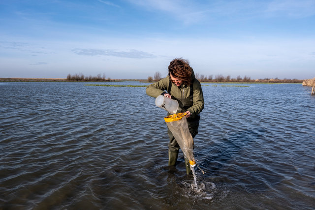 Scientist during field research in the unique nature reserve of the Marker Wadden