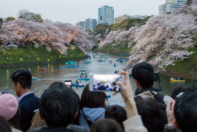 Sakura festival in Tokyo Japan, the blossoms are in full bloom