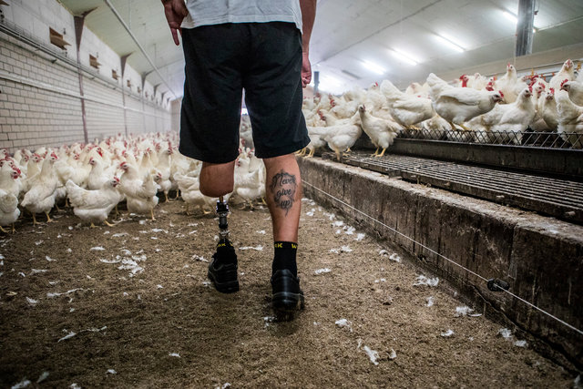 a chicken farmer in his barn with a prosthesis that allows him to function normally