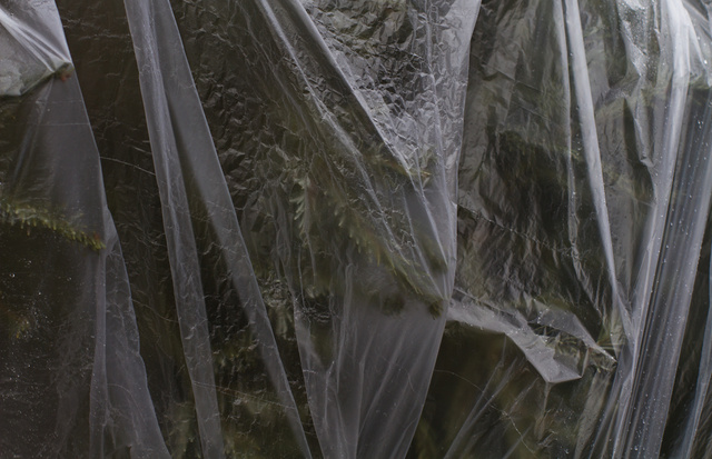 It's after xmas now and the trees , wrapped in plastic wait outside the house. Awaiting swift hands.