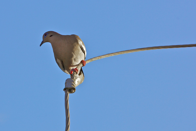 White Tipped Dove