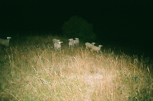 moutons extra-terrestre.jpg