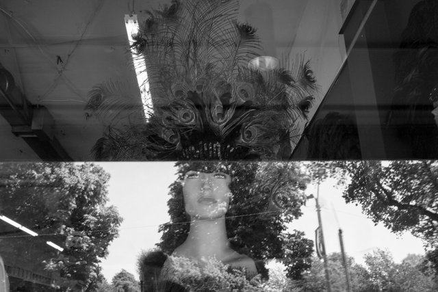 windowpeacock.jpg