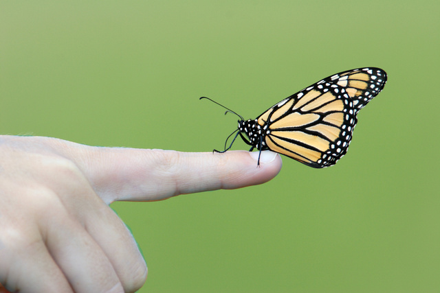Monarch Butterfly, Ohio