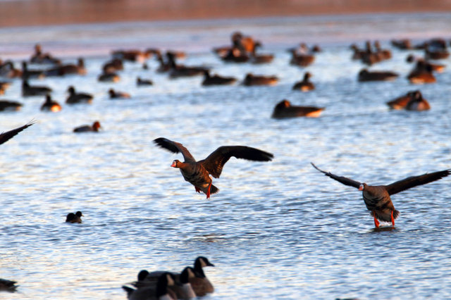 Greater White-Fronted Geese, southern Ohio, February