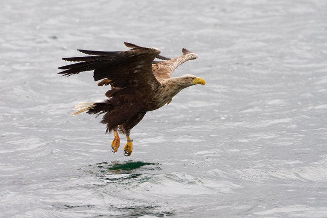White-tailed Sea Eagle