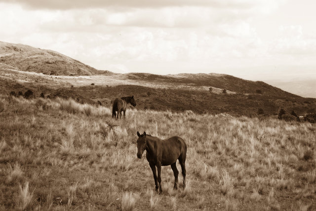 Brown Horses