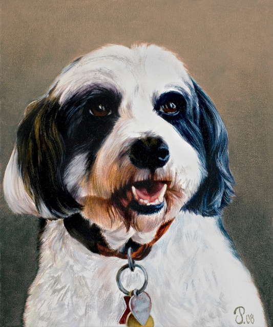 Tibetan Terrier / "Bingo"