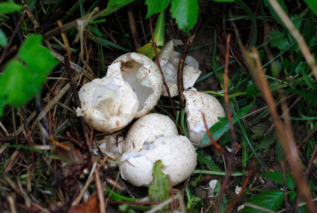 Eastern Wild Turkey Eggs, Spring, Ohio