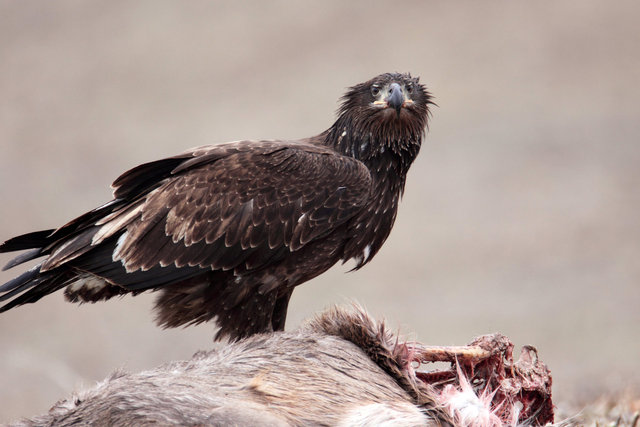 Immature Bald Eagle, Ohio