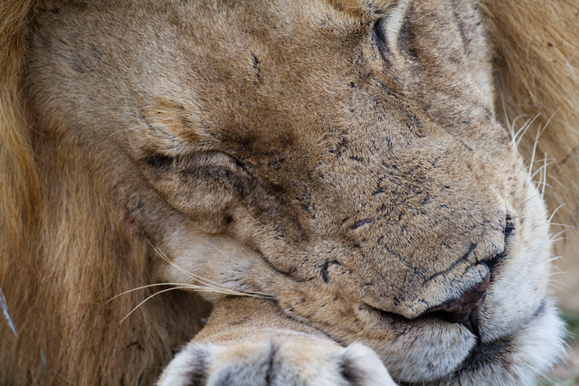 Sleeping lion