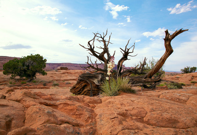 Sandstone and Juniper