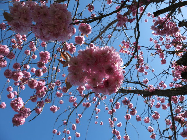 Pink Blossom 1 by Alison Gracie