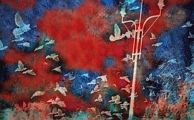 Popłoch, vigrafia 176, 112x78
