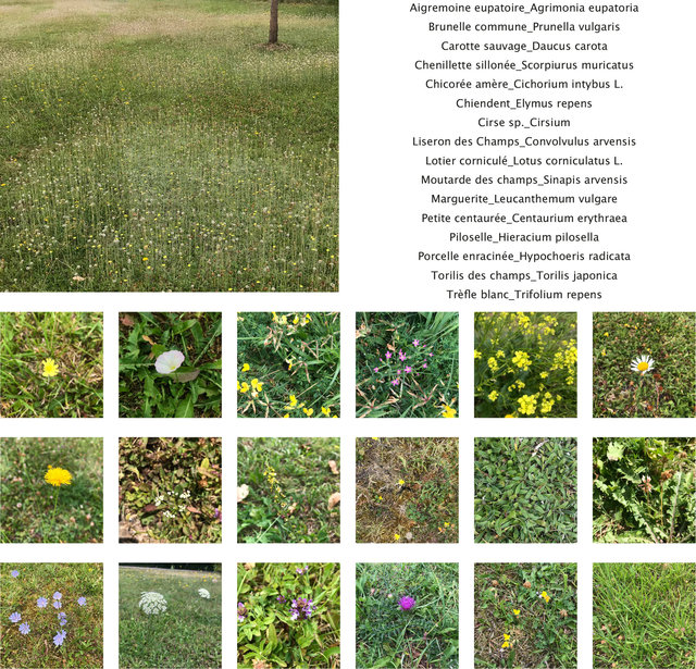 Bio-indicatrices planche-1.jpg