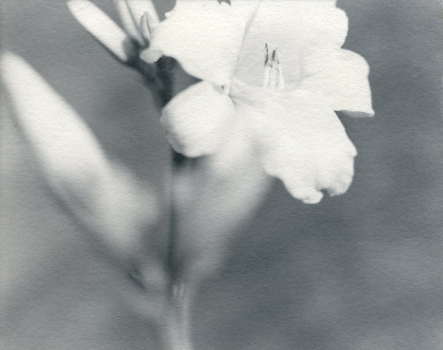 Lily 3, Chicago, 1997