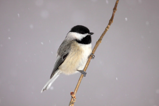 Black-capped Chickadee, Ohio