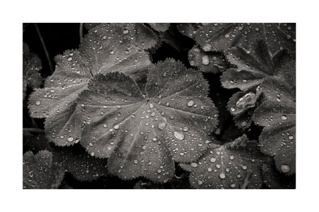 images for print18.jpg