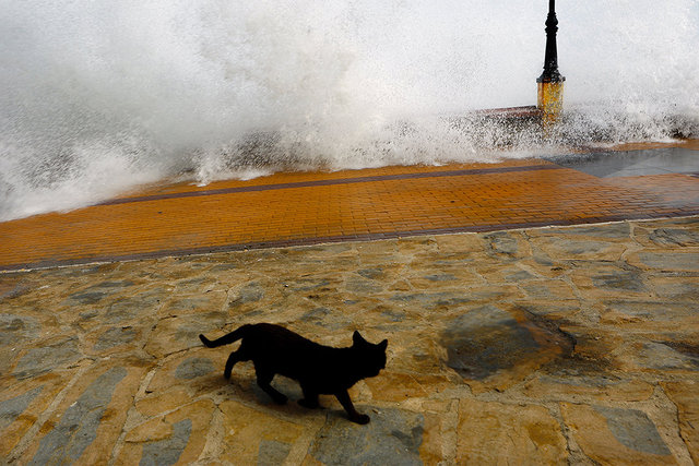 The Cat and the Wave