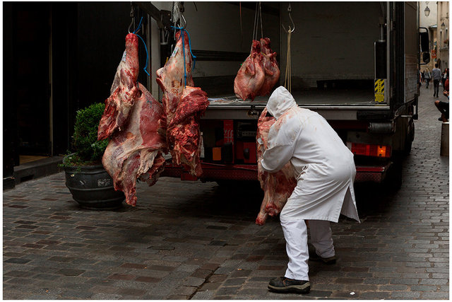 Carnivore