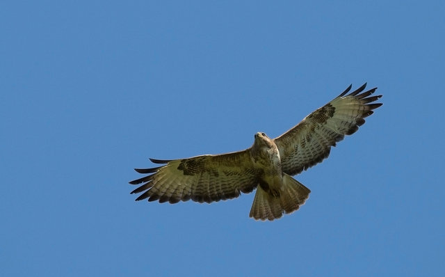 Buzzard