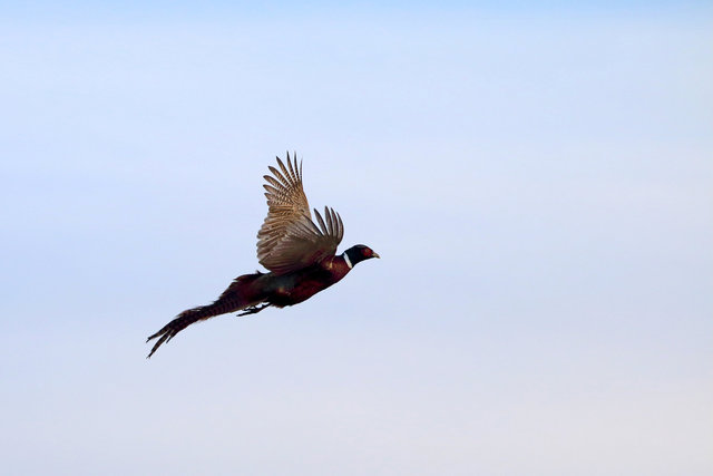 Ring-necked Pheasant