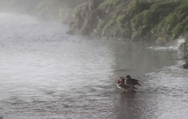 Mandarin Ducks