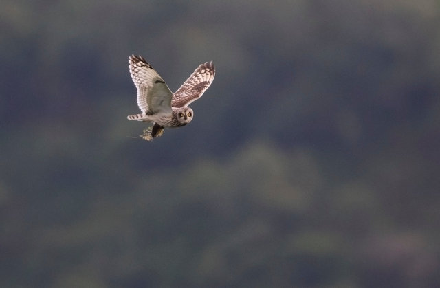 Short-eared owl with prey