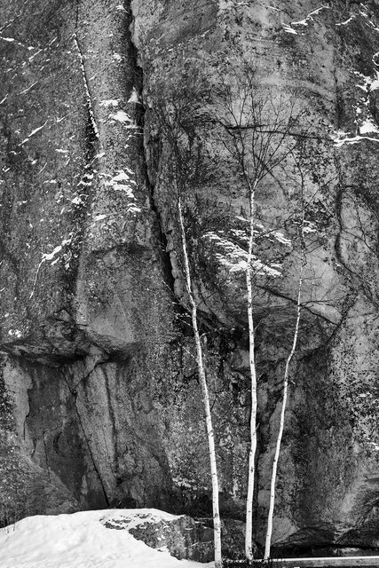 Three Birches