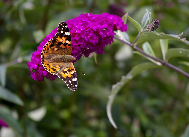 Butterflies at Craster (10) VB.JPG