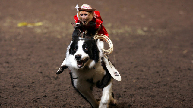 monkeyrodeo_wide-307fc1e70816bf01cb93296037a053f1e2977234.jpg