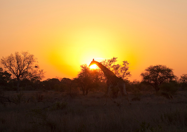 Giraffe at sunset