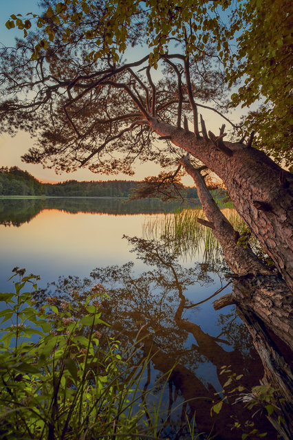 Broken Tree