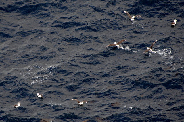 Shy Albatross at Cape Tourville (1) VB.JPG