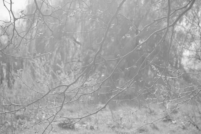 ALM00070_2012CL1620 copie.jpg