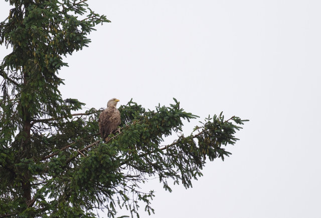 White-tailed Sea Eagle