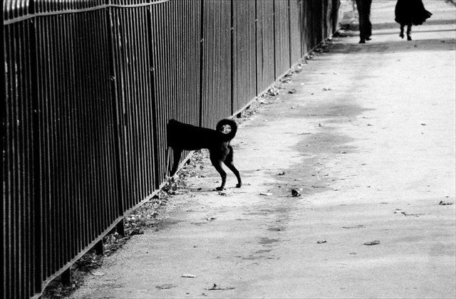 Dog