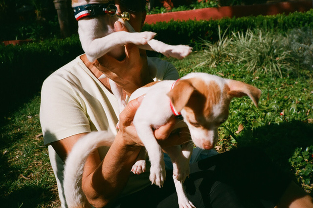 puppys dans un parc - mexico.jpg