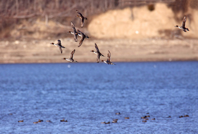 Northern Pintails, March, South Central Ohio