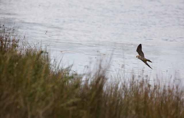 Hobby chasing dragonfly pair