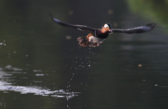 Mandarin Duck