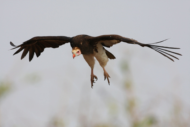 whiteheadedvulture1.jpg