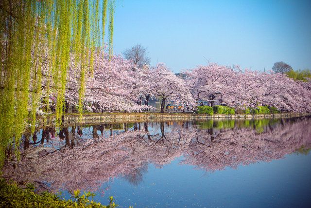 Tokyo Cherry Blossoms I