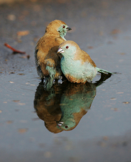 Southern Cordon-bleu