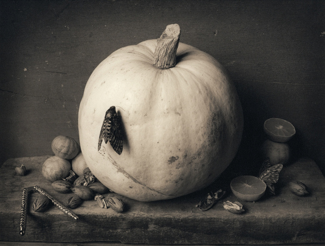 Pumpkin and Moth, c 2003