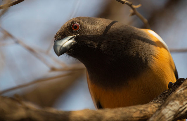 Rufous Treepie