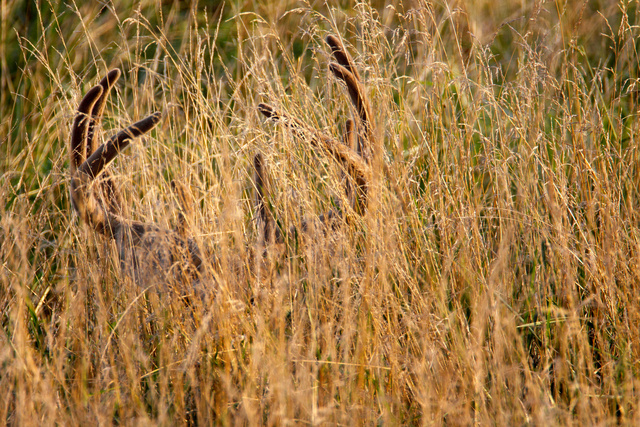 White-tailed Deer, southern Ohio