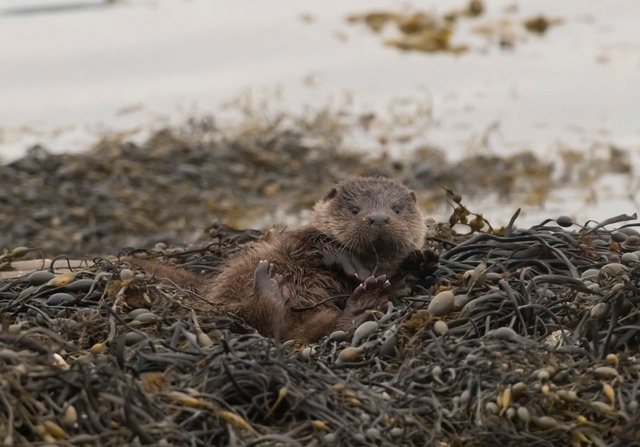 Otter cub